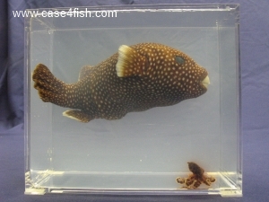 Foto Galerie/Tetraodontiformes/Arothron meleagris/Arothron meleagris_02_S.jpg
